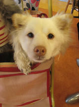 コロちゃん＆モコちゃん　T