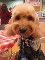 ケリーちゃん　T