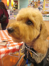 ケリーちゃん　T