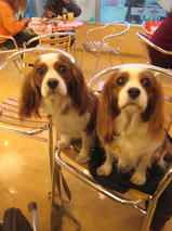 リリーちゃん＆ランちゃん　T