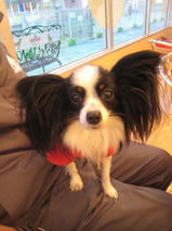 マロンちゃん＆アッシュくん　T