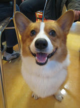 ランディくん　T