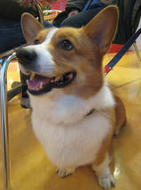 ランディくん　T