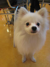 ポン太くん　Ｔ