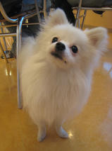 ポン太くん　Ｔ