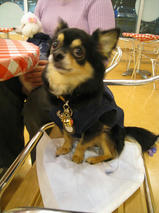 ネロちゃん＆クロくん　T