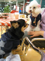 ネロちゃん＆クロくん　T