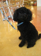 ケンシロウくん　T