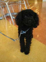 ケンシロウくん　T