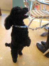 ケンシロウくん　T