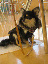 チョコくん＆ミクちゃん　T