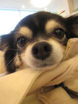 チョコくん＆ミクちゃん　T