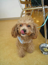 アッシュくん　T