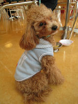 アッシュくん　T