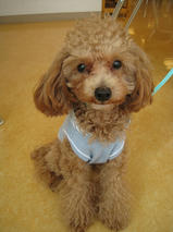 アッシュくん　T