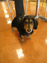 レンジャーくん　T