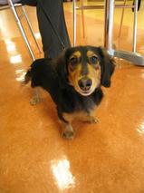 レンジャーくん　T