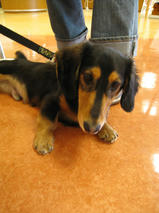 レンジャーくん　T