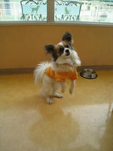 ジャックくん　T