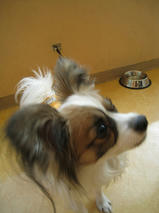 ジャックくん　T