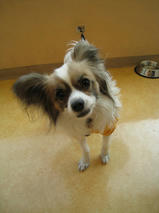 ジャックくん　T