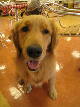 七海ちゃん　Ｔ