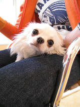 ピアジェくん　T