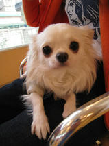 ピアジェくん　T