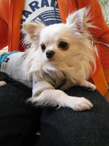 ピアジェくん　T