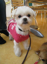 小春ちゃん＆珠ちゃん＆牡丹ちゃん　T