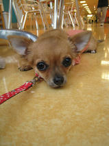 小春ちゃん＆珠ちゃん＆牡丹ちゃん　T