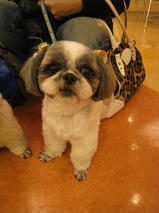 マロンちゃん＆ミルクちゃん　T