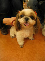 マロンちゃん＆ミルクちゃん　T