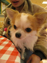 ビアッチくん＆レジアーニくん＆ロリスちゃん　