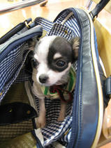 ビアッチくん＆レジアーニくん＆ロリスちゃん　