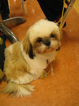 ミルクちゃん　T