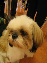 ミルクちゃん　T