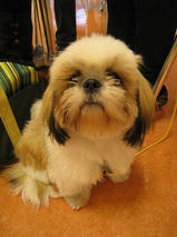 ミルクちゃん　T