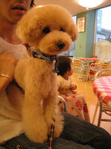 あにおんくん　T