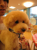 あにおんくん　T