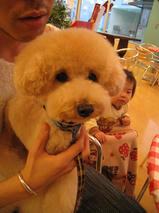 あにおんくん　T