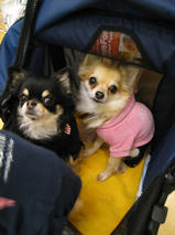 クッキーちゃん＆ティナちゃん＆ナナちゃん＆ライチくん　T