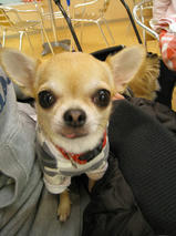 クッキーちゃん＆ティナちゃん＆ナナちゃん＆ライチくん　T