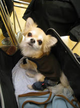 クッキーちゃん＆ティナちゃん＆ナナちゃん＆ライチくん　T