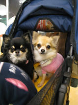 クッキーちゃん＆ティナちゃん＆ナナちゃん＆ライチくん　T