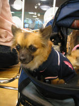 クッキーちゃん＆ティナちゃん＆ナナちゃん＆ライチくん　T