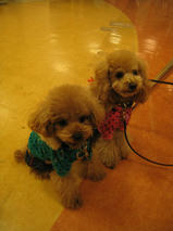 ミントちゃん＆ハッピーくん　T