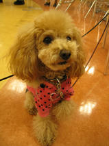 ミントちゃん＆ハッピーくん　T