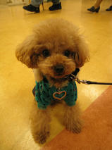 ミントちゃん＆ハッピーくん　T