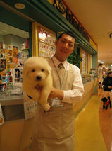 グレートピレニーズちゃん　T